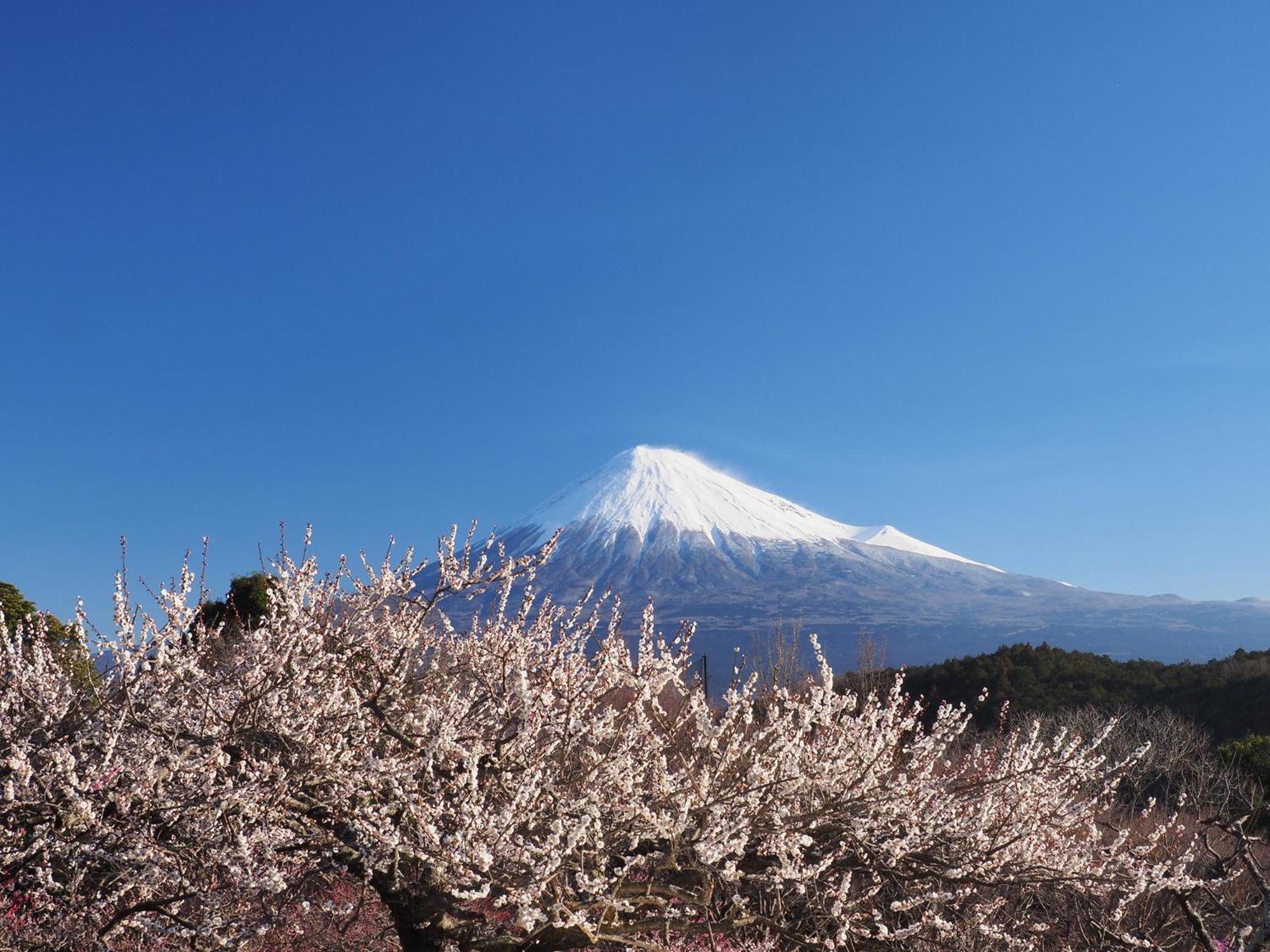 宿坊觉林坊日式旅馆 身延 外观 照片